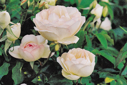 Madame Joseph Schwartz – Antique Rose Emporium