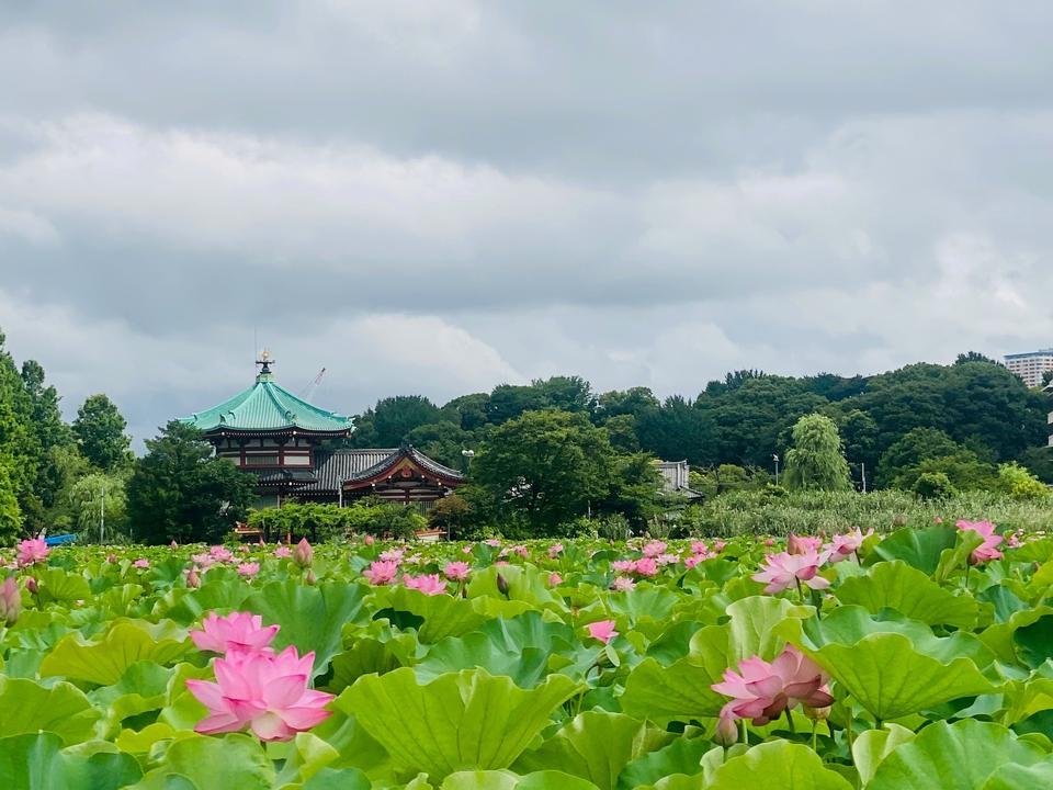 2025年度版！不忍池の蓮の花は今が見頃！うえの夏まつりも開催中【上野
