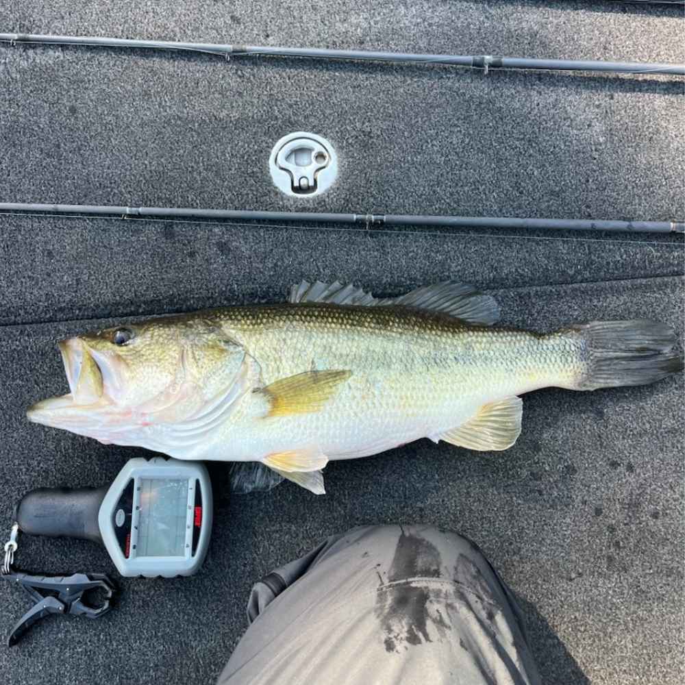 Clarks Hill (Lake Thurmond) Fishing Report - Angler's Headquarters