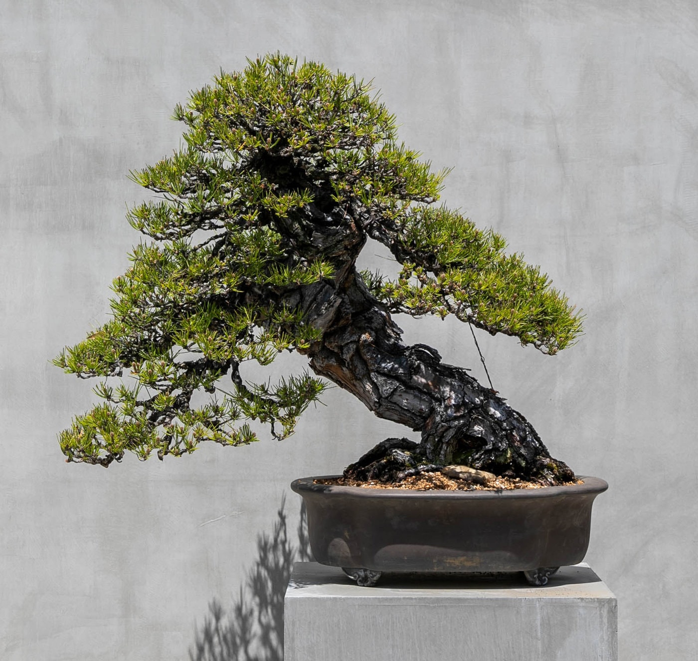 TRADMAN'S BONSAI, led by bonsai master Teppei Kojima, holds its