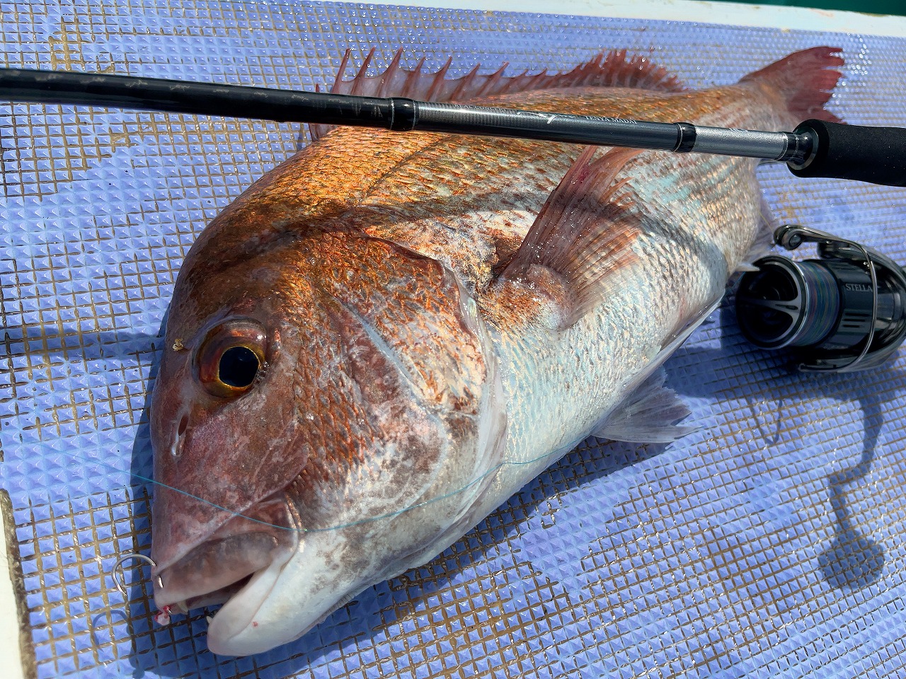 kaijin テンヤマダイ 240L」レポート＠大原 | alphatackle