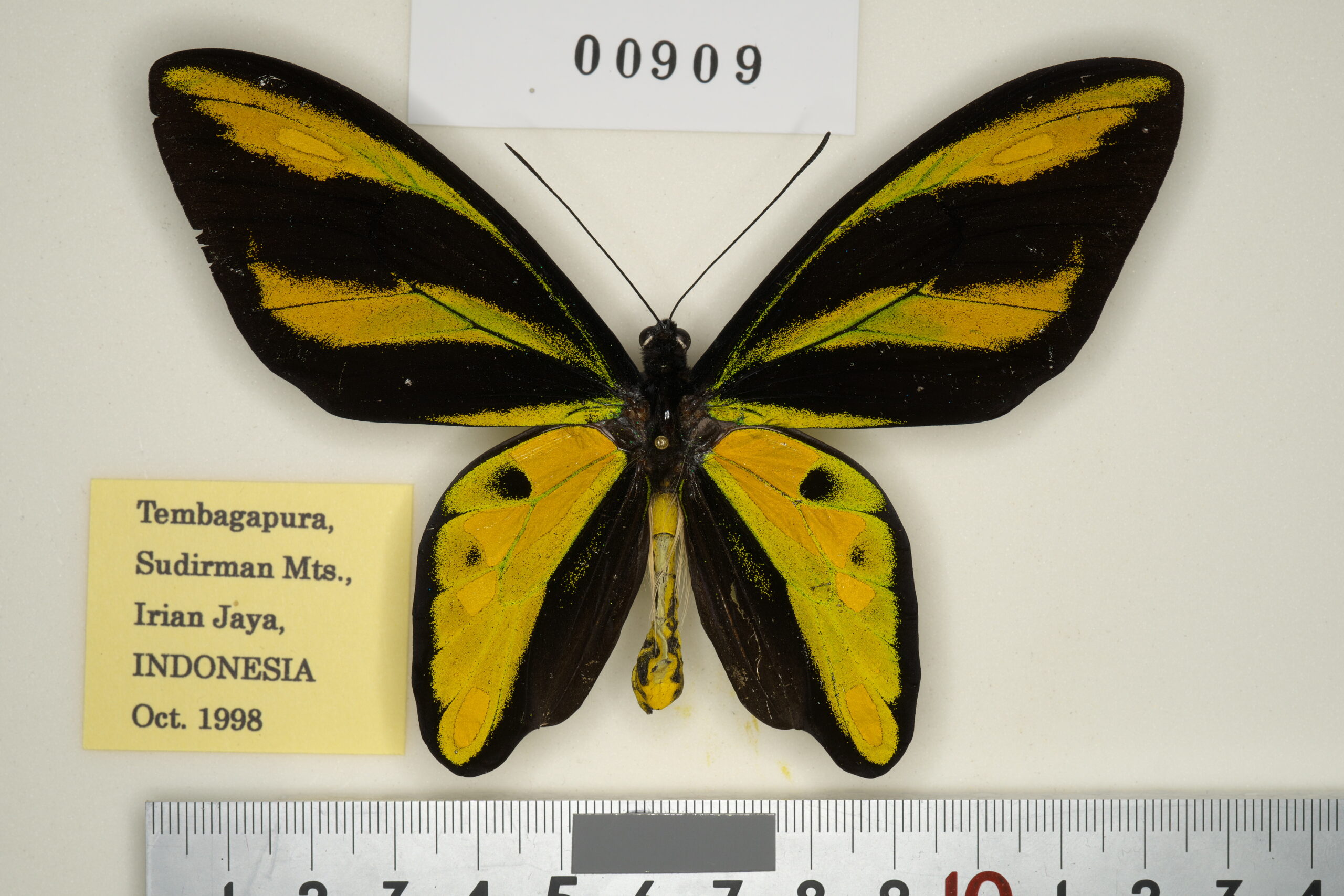 095-00910 | トリバネアゲハデジタル大図鑑（大屋崇コレクション）