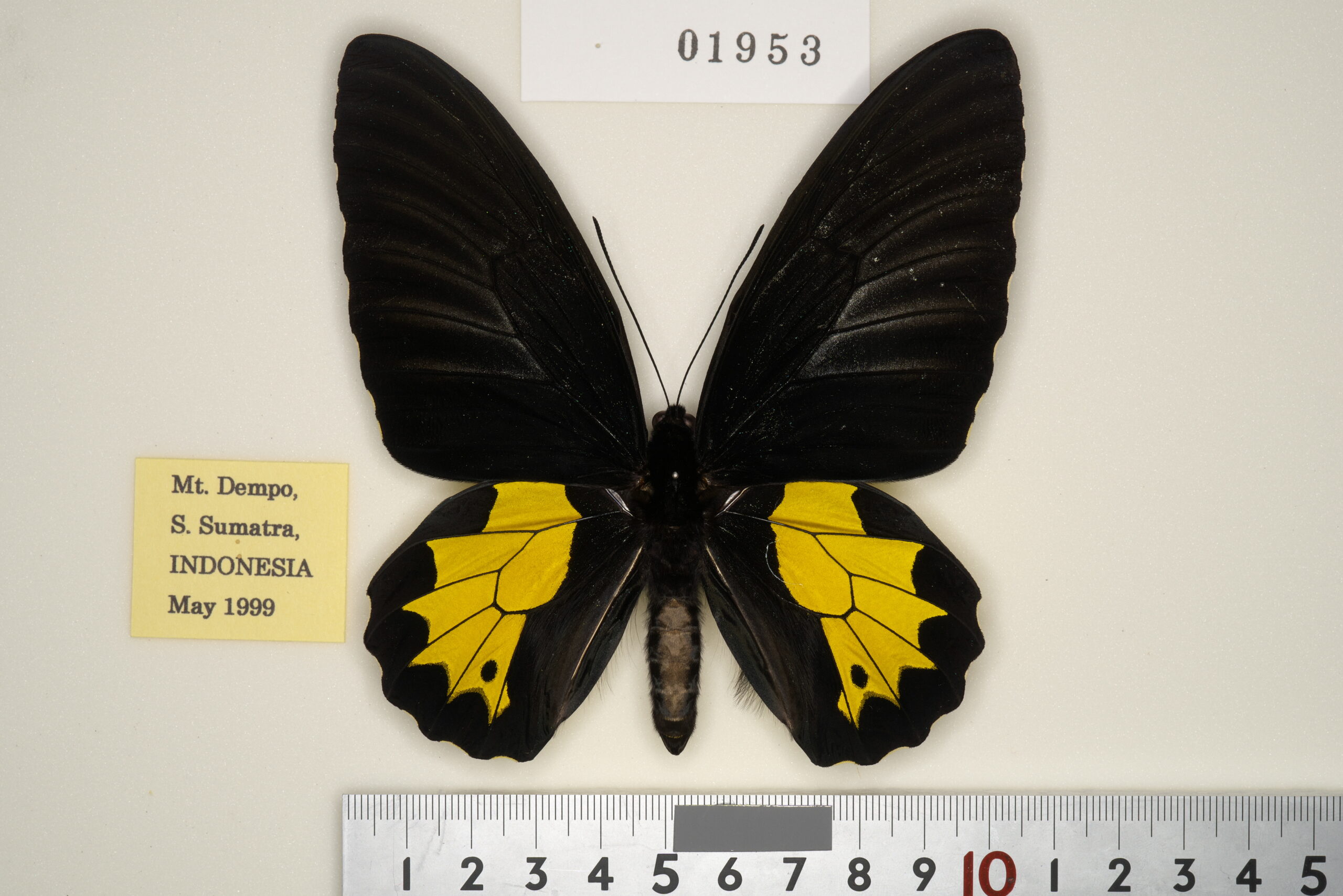 187-01953 | トリバネアゲハデジタル大図鑑（大屋崇コレクション）