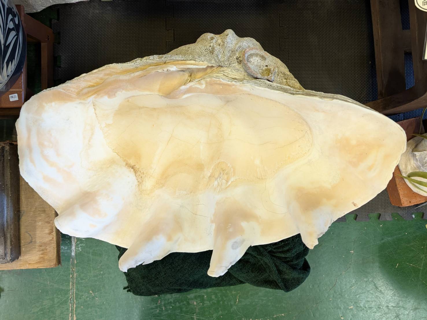 置物 片面 シャコガイ 貝殻 全長約76cmを買取させて頂きました！【愛品