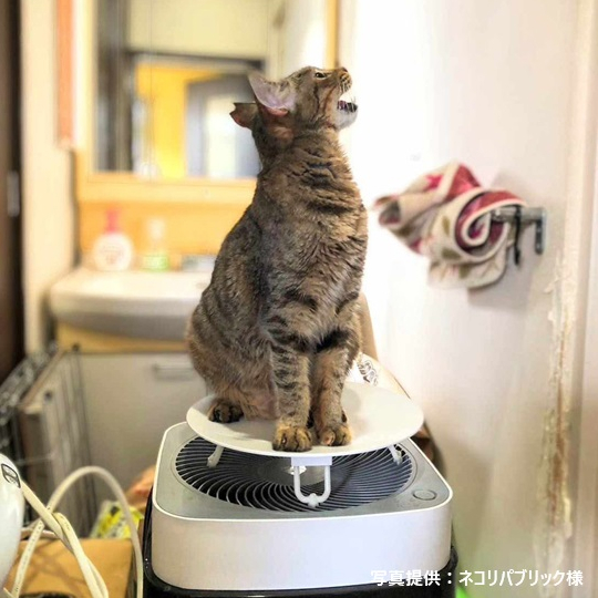 公式】Airdog | Airdog X5D｜ホワイト（トッププレート付き）【保護犬