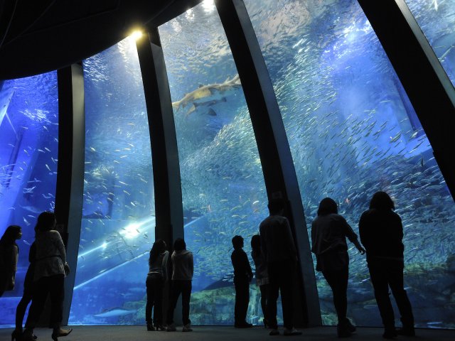 🫧ARIA × シーパラ「ARIA The PARADISO」🫧 🍮お見舞いのプリン