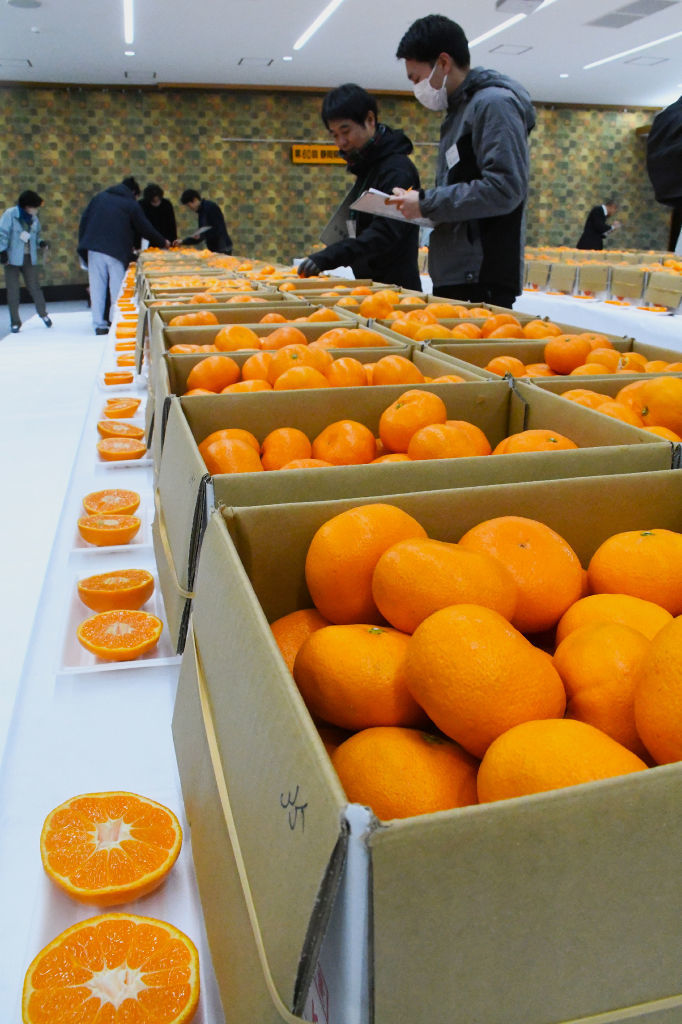 静岡県貯蔵ミカン品評会 高橋さん（JAみっかび）大臣賞｜静岡新聞