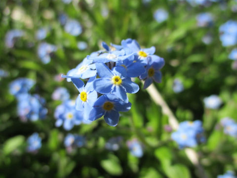 ワスレナグサ (Myosotis scorpioides)