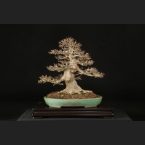 商品一覧 | 雨竹亭オンラインショップ