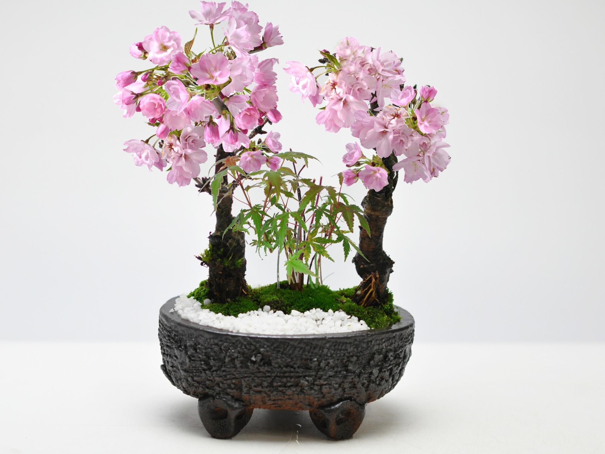 桜ともみじの寄植え 信楽焼作家鉢6号 信楽焼作家鉢の盆栽を販売｜盆栽