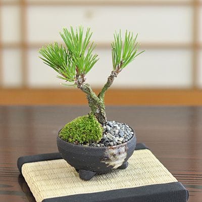 4号鉢(幅11～14㎝)の販売｜盆栽鉢の盆栽妙 – 盆栽妙 本店