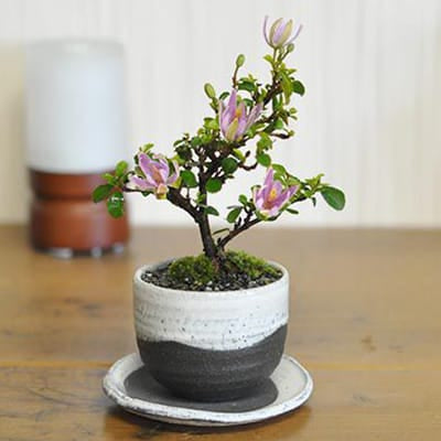 モッコ（木瓜）花形の鉢販売｜盆栽鉢の盆栽妙 – 盆栽妙 本店