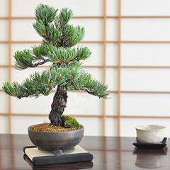 鬼無の盆栽 五葉松を販売｜ 盆栽妙 – 盆栽妙 本店