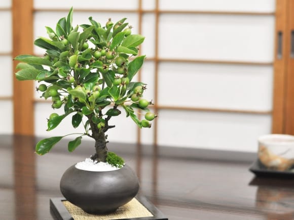ミニりんご 黒丸和鉢の盆栽を販売｜盆栽妙 – 盆栽妙 本店