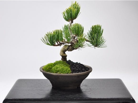 ウデ丸陣笠【盆栽鉢】【4号】【常滑焼】を販売｜一から始める盆栽妙