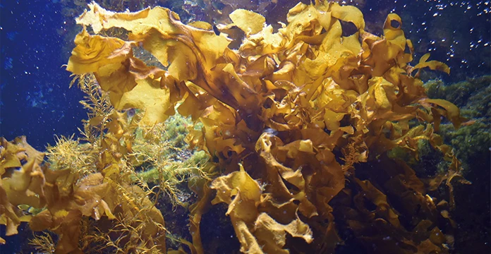 イトーノンFコンディショニングクリーム | 化粧品 | 伊藤超短波 エステ