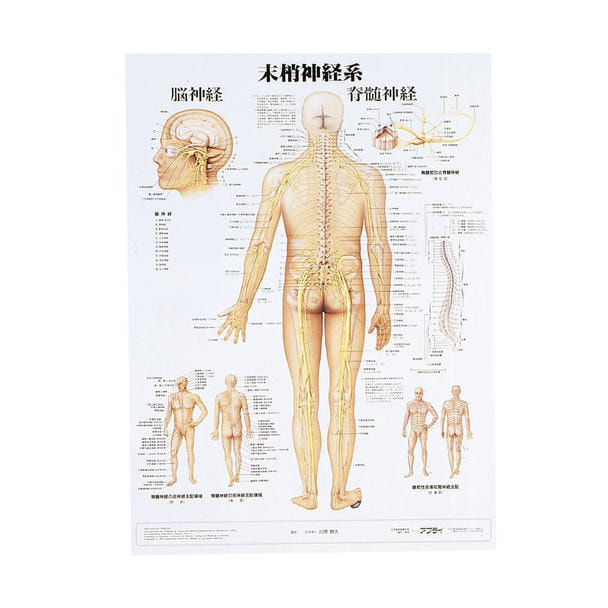 人体解剖学チャート ポスターサイズ 末梢神経系S ラミネートバンの卸