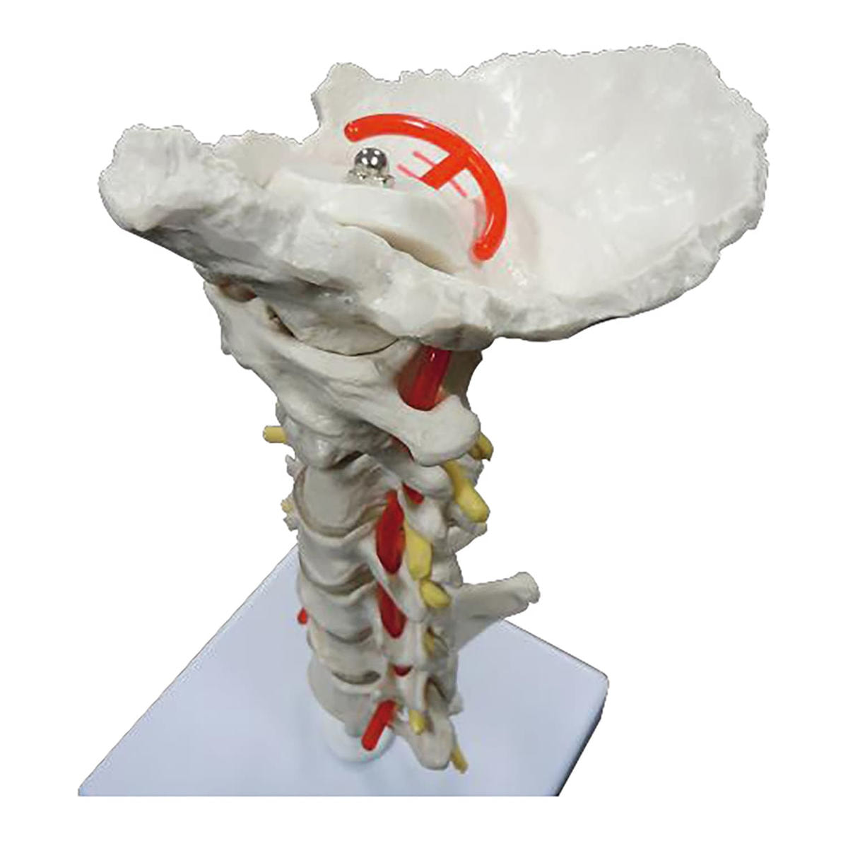 頸椎模型 椎骨動脈・脊髄付きモデルの卸・通販 | ビューティガレージ