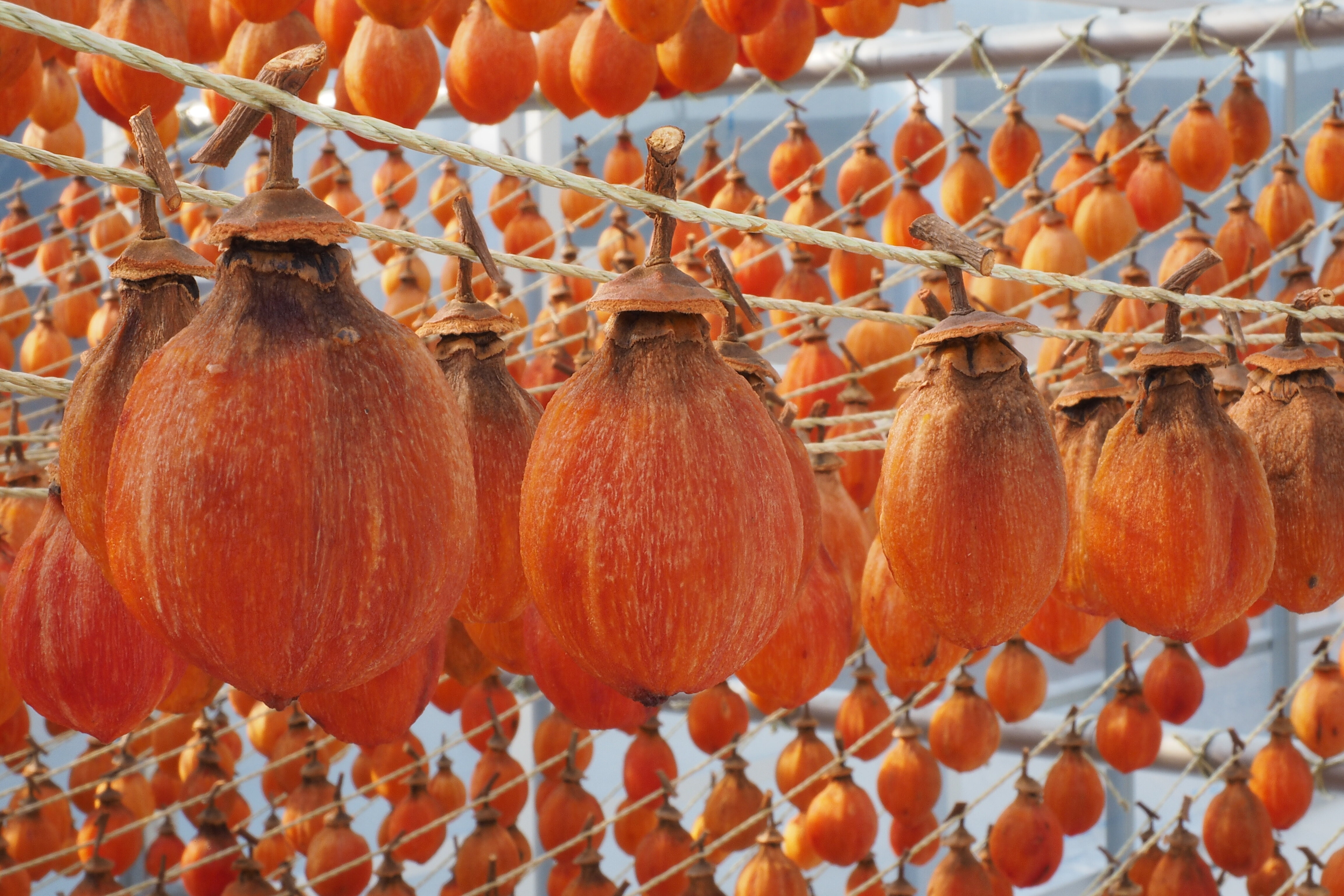 山ノ上干柿まつり【矢掛町】 | 観光スポット | カラフル備中（岡山県