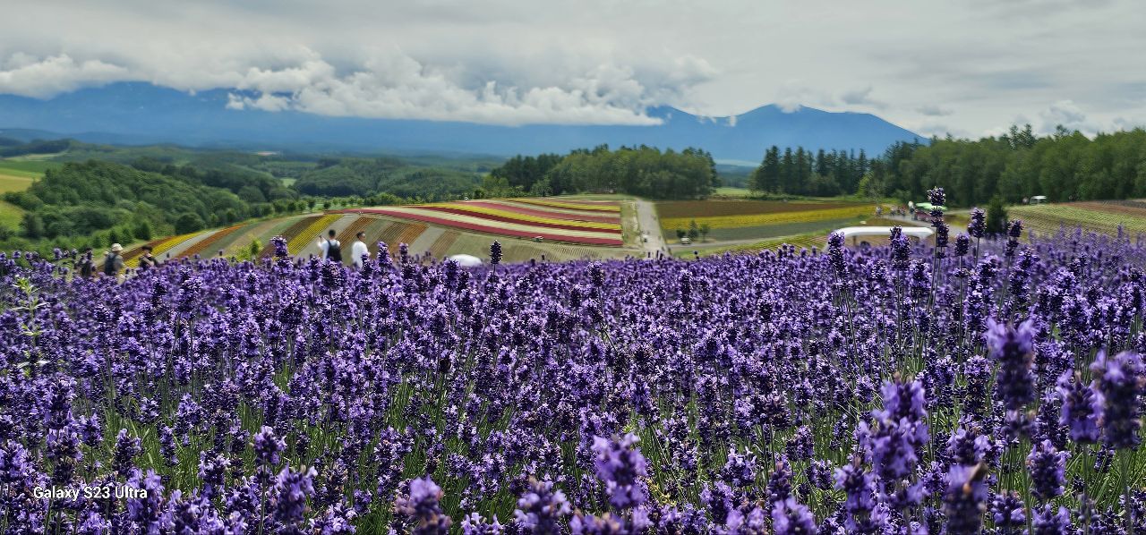 ラベンダーが見頃を迎えました :: 一般社団法人 美瑛町観光協会