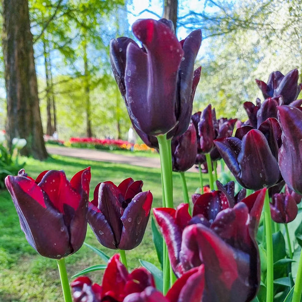 Shop Hot Chocolate Tulips Online | Triumph Tulips | Breck's