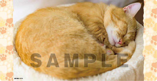 ブロッコリートレカアイテムくじEX「猫これくしょん」 | TCG