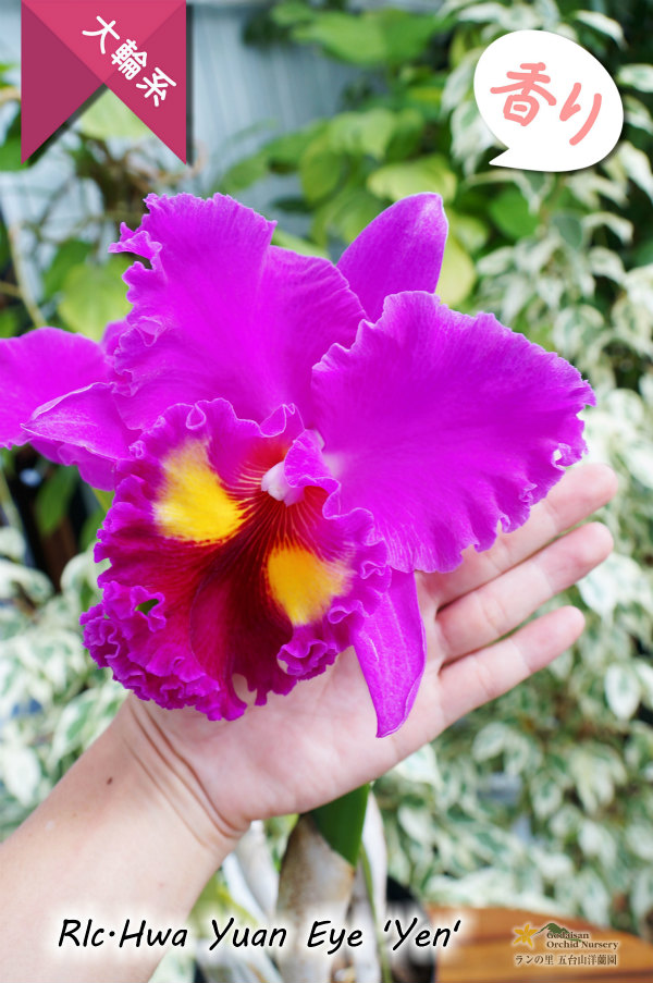 極大輪ラベンダー系カトレア】Rlc.Hwa Yuan Eye 'Yen'（交配種
