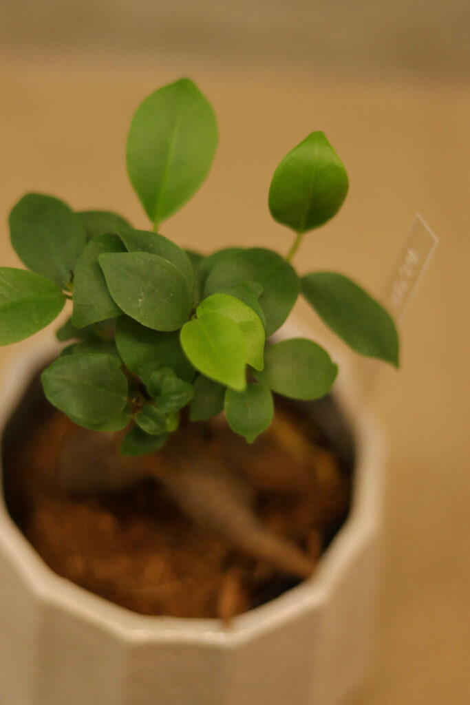 ガジュマル | GOOD2BASE｜グッドツーベース