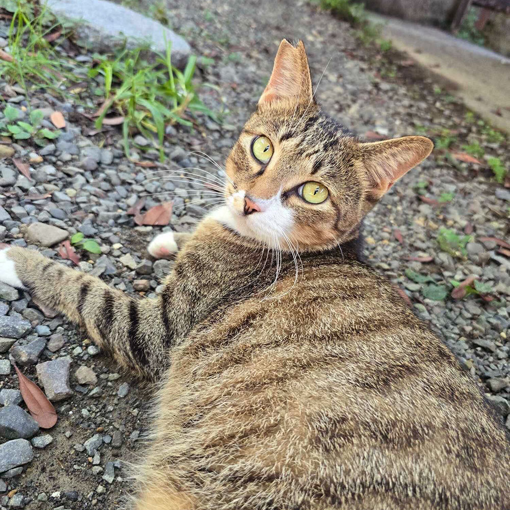 猫の殺処分ゼロのために私たちができること～TNR活動～