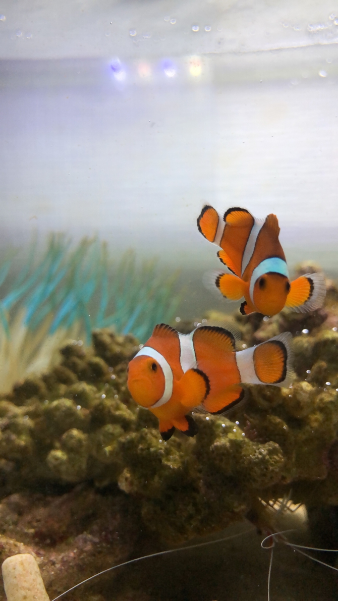 うちのしましま（海水魚 カクレクマノミ）アクアリウム自慢 | 金魚