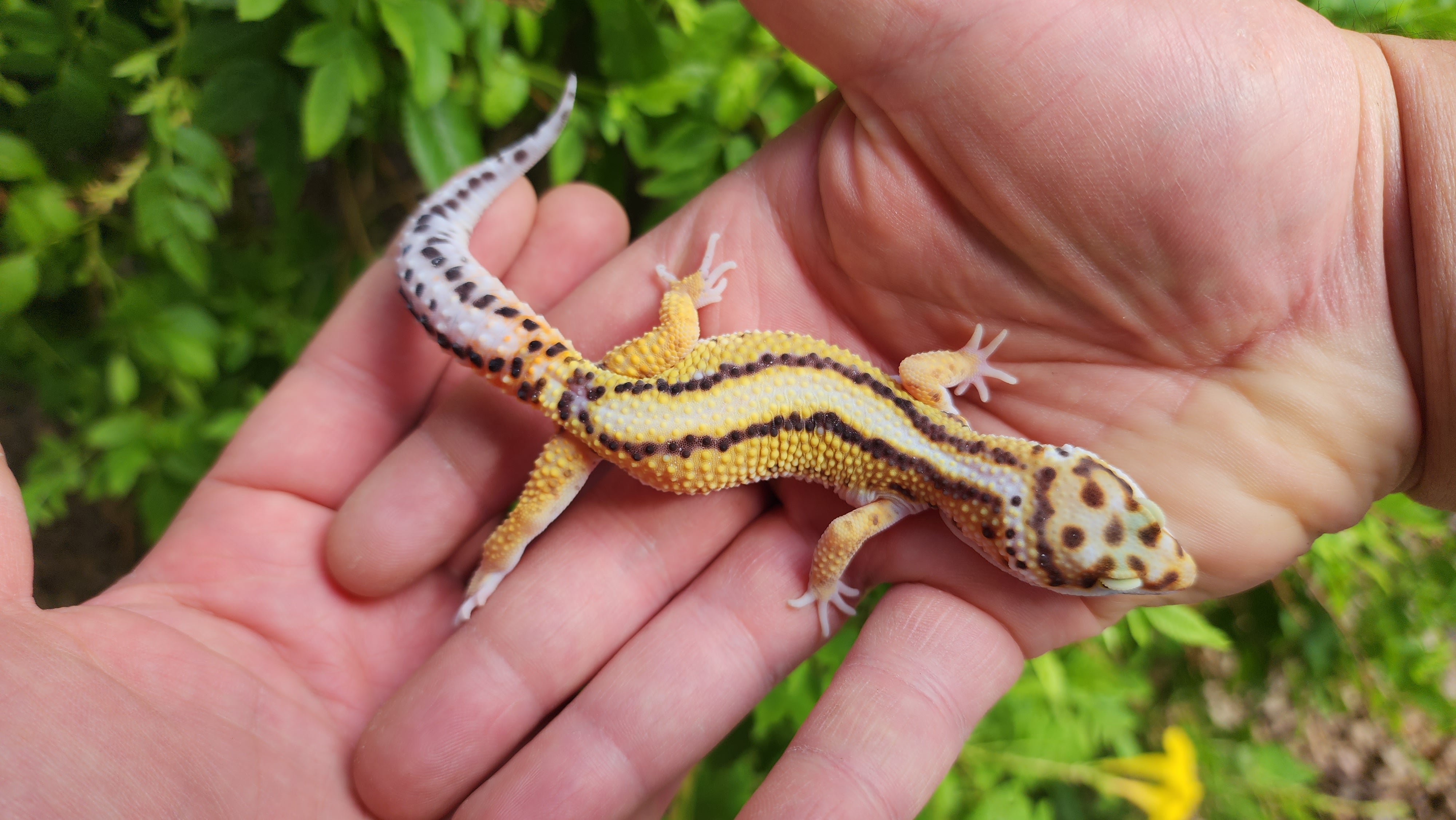 Pinstripe White & Yellow Male Leopard Gecko – Frank Cuzzolina