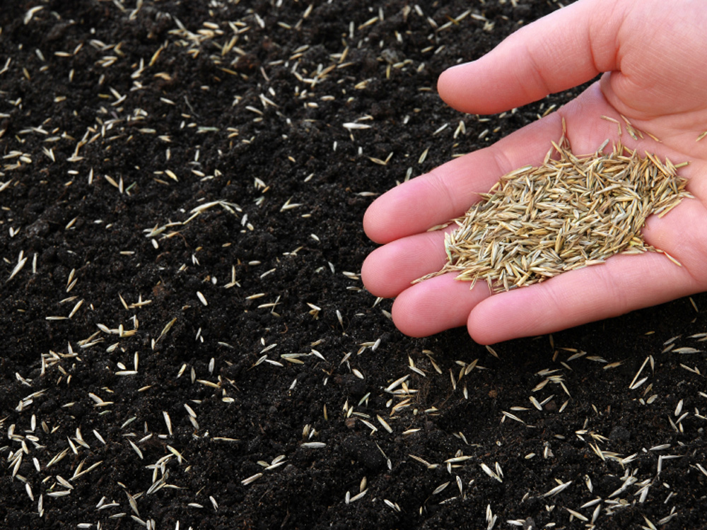 JRK White Clover | Gertens Garden Center