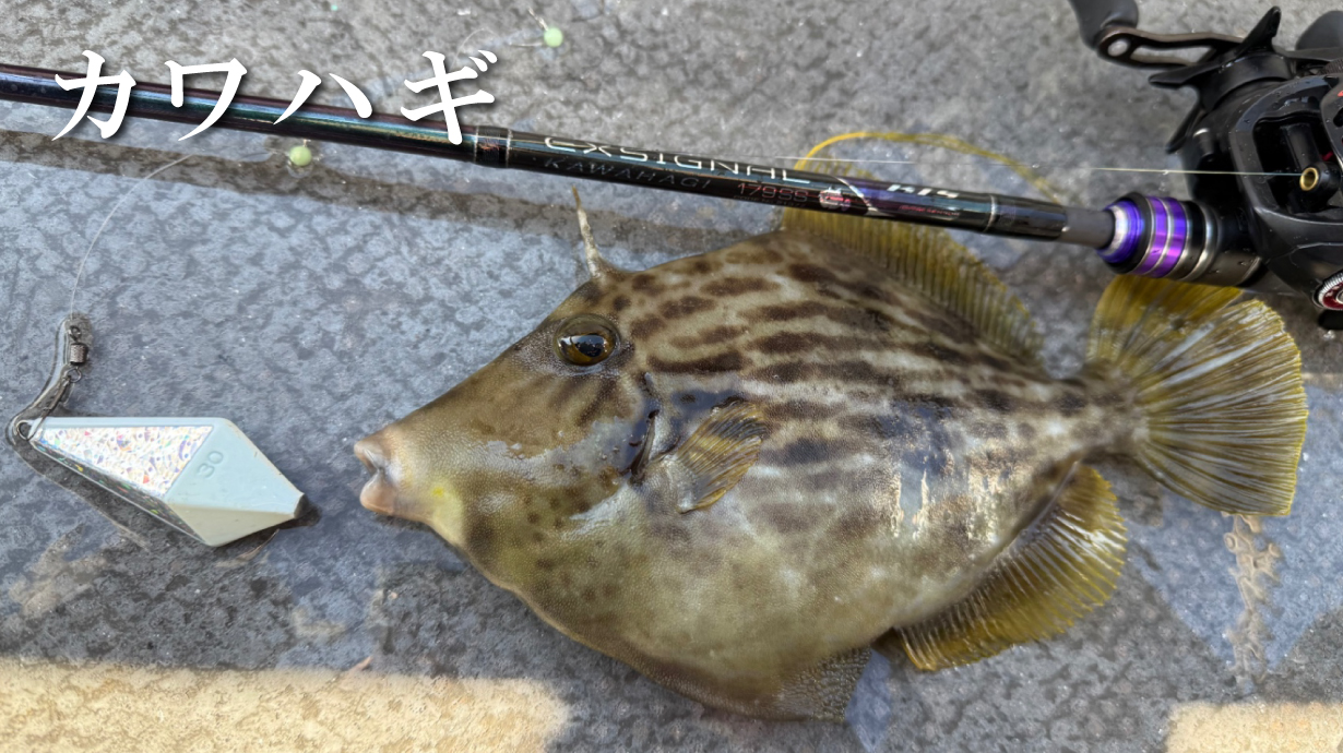 がま船 真鯛スペシャルLV2 | がまかつ