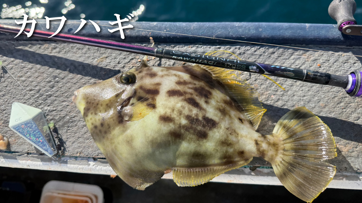 がま船 シーファング タチウオ | がまかつ