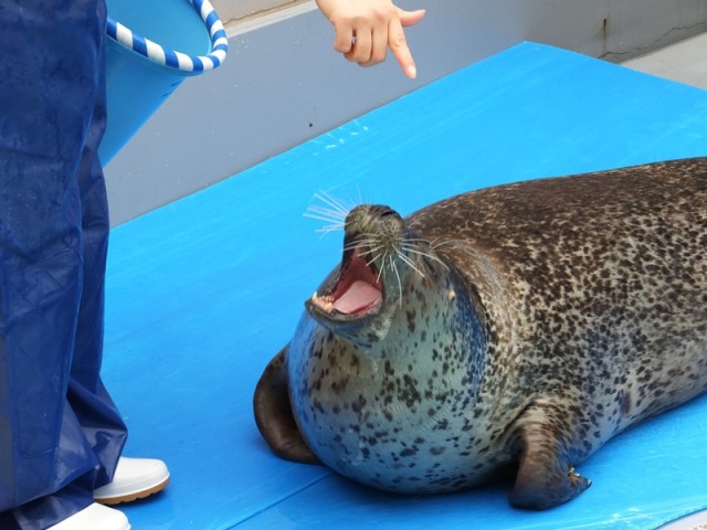 東京書芸館 あざらし本革 キャディバッグ カート式 超希少 アザラシ