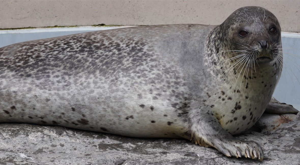 ゴマフアザラシ – 男鹿水族館GAO