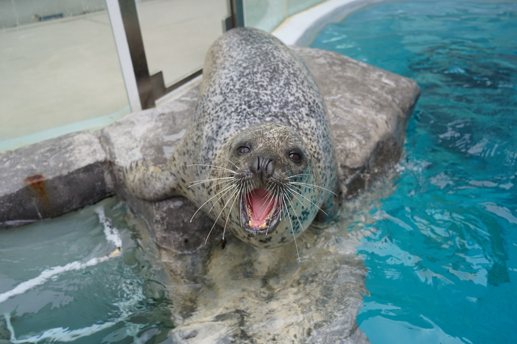ゴマフアザラシ「ゴクウ」についてお知らせ – 男鹿水族館GAO