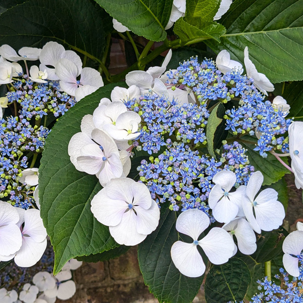 Hydrangea Libelle - Garden Express