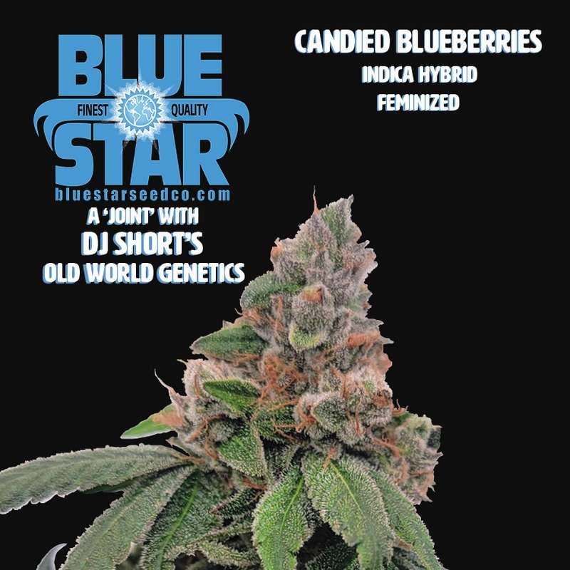 Blue Star Seed Co. - Great Lakes Genetics