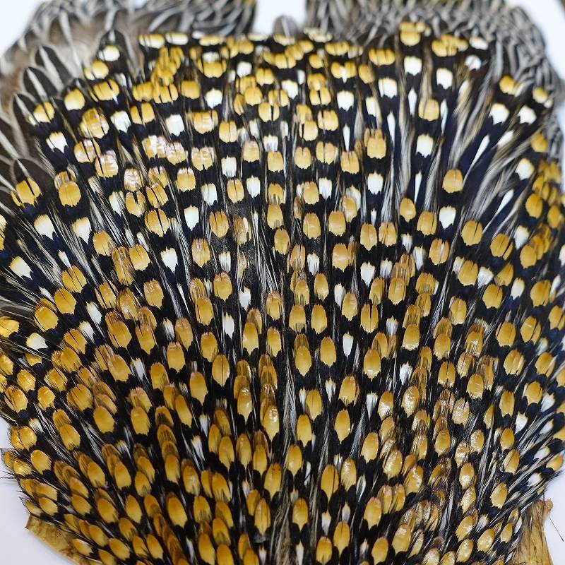 ジャングルコック AAA-1