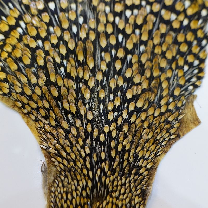 ジャングルコック AAA-1