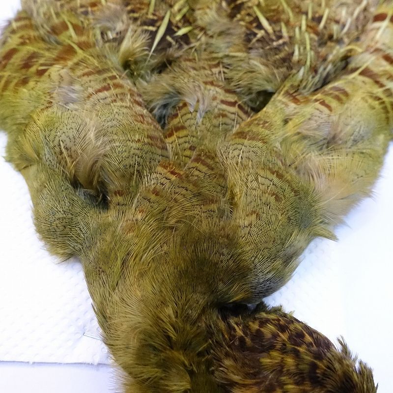 CANAL】パートリッジ ダイドオリーブ