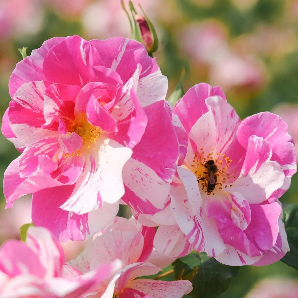 David Austin Roses - バラ苗, バラ鉢, イングリッシュローズ, つる