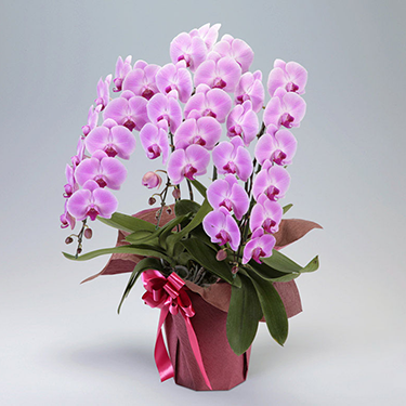 胡蝶蘭 ピンク 3本立 L | 花・花束を贈るなら第一園芸オンラインショップ