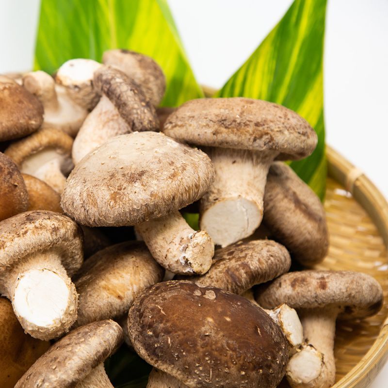 うみかぜ椎茸 特選Aセット【八丈島 大竜ファーム公式通販サイト】