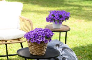 COLIBRI™ Dark Lavender - Danziger