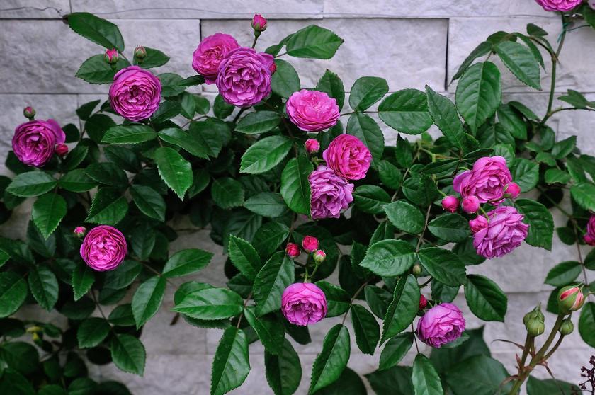 今年2021年、我が家のバラ庭で咲いたお気に入りのバラ紹介 - 「風景