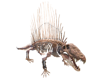 FPDM: 標本データベース - ディメトロドン・リンバタス