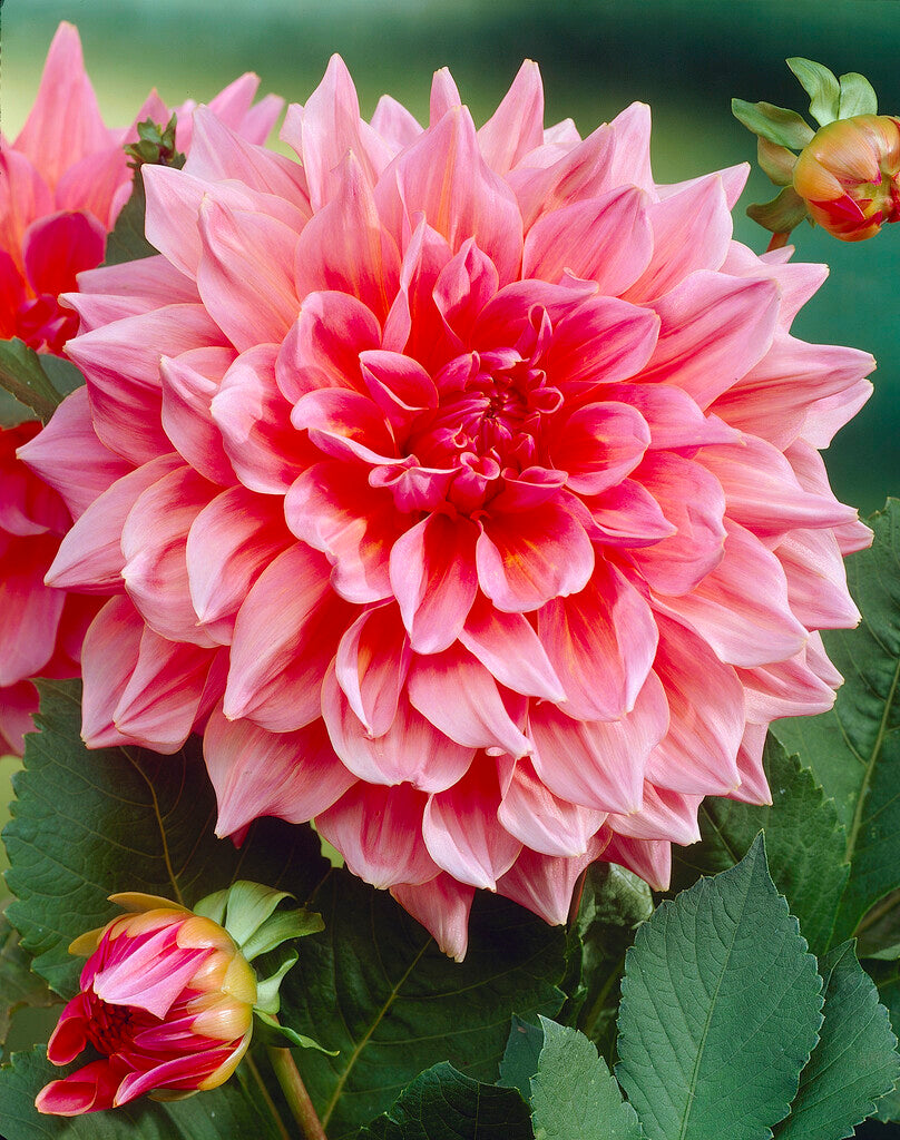 Dahlia Otto's Thrill | Dahlia Tubers | DutchGrown™