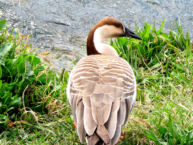 2013年3月14日のサカツラガン - 津山瓦版